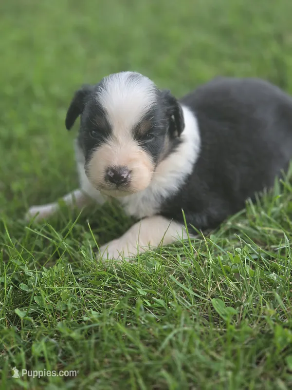 Jax – Australian Shepherd puppy for sale in Portland, IN