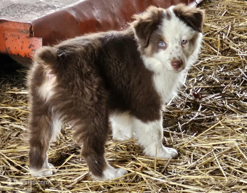 Hank, a male Australian Shepherd for sale in Portland, IN – Photo 1 of 6