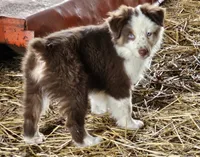 Hank, a male Australian Shepherd for sale in Portland, IN – Photo 1 of 6
