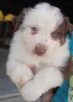 Hank, a male Australian Shepherd for sale in Portland, IN – Photo 2 of 6