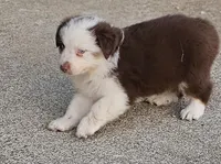 Hank, a male Australian Shepherd for sale in Portland, IN – Photo 3 of 6