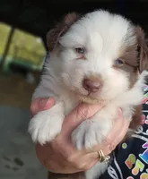 Hank, a male Australian Shepherd for sale in Portland, IN – Photo 4 of 6