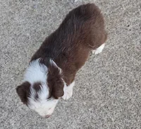 Hank, a male Australian Shepherd for sale in Portland, IN – Photo 6 of 6