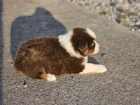 Female 4, a female Australian Shepherd for sale in Portland, IN – Photo 8 of 8