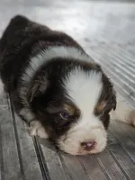 Female 4, a female Australian Shepherd for sale in Portland, IN – Photo 2 of 8