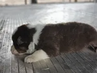 Female 4, a female Australian Shepherd for sale in Portland, IN – Photo 5 of 8