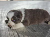 Female 4, a female Australian Shepherd for sale in Portland, IN – Photo 3 of 8