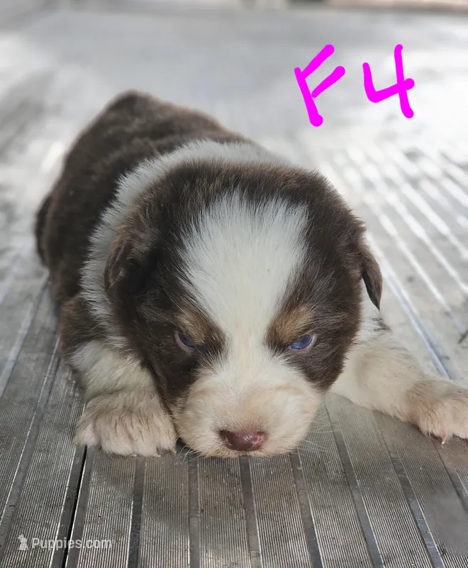 Female 4, a female Australian Shepherd for sale in Portland, IN – Photo 1 of 8