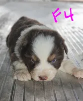 Female 4, a female Australian Shepherd for sale in Portland, IN – Photo 1 of 8