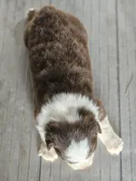 Female 4, a female Australian Shepherd for sale in Portland, IN – Photo 4 of 8