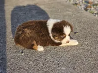Female 4, a female Australian Shepherd for sale in Portland, IN – Photo 7 of 8