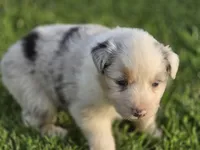 Blue Merle female , a female Australian Shepherd for sale in Portland, IN – 7 of 8
