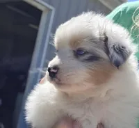 Gabby, a female Australian Shepherd for sale in Portland, IN – Photo 5 of 10