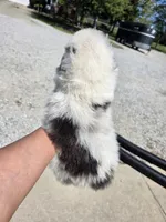 Gabby, a female Australian Shepherd for sale in Portland, IN – Photo 8 of 10