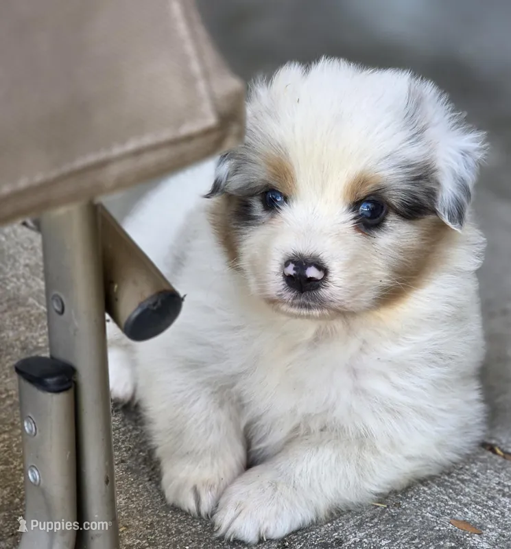 Gabby, a female Australian Shepherd for sale in Portland, IN – Photo 1 of 10