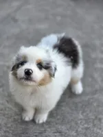 Gabby, a female Australian Shepherd for sale in Portland, IN – Photo 3 of 10