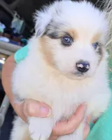 Gabby, a female Australian Shepherd for sale in Portland, IN – Photo 2 of 10