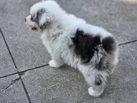Gabby, a female Australian Shepherd for sale in Portland, IN – Photo 10 of 10