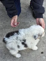 Gabby, a female Australian Shepherd for sale in Portland, IN – Photo 9 of 10