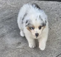 Gabby, a female Australian Shepherd for sale in Portland, IN – Photo 6 of 10
