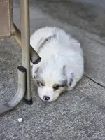 Gabby, a female Australian Shepherd for sale in Portland, IN – Photo 7 of 10