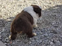 Ryker, a male Australian Shepherd for sale in Portland, IN – Photo 4 of 5