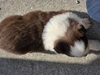 Ryker, a male Australian Shepherd for sale in Portland, IN – Photo 5 of 5