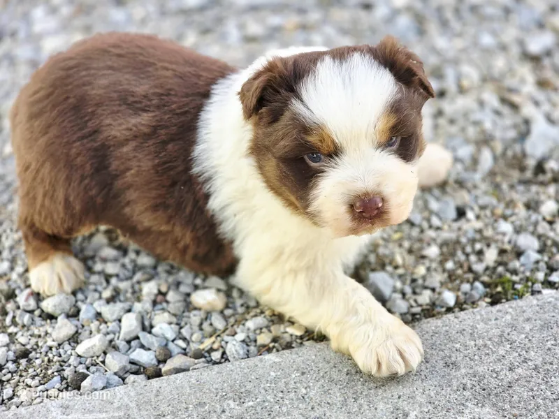 Ryker, a male Australian Shepherd for sale in Portland, IN – Photo 1 of 5