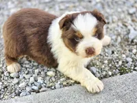 Ryker, a male Australian Shepherd for sale in Portland, IN – Photo 1 of 5