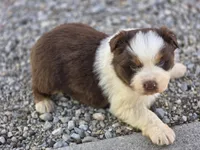 Ryker, a male Australian Shepherd for sale in Portland, IN – Photo 3 of 5