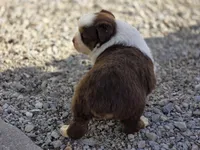 Ryker, a male Australian Shepherd for sale in Portland, IN – Photo 2 of 5