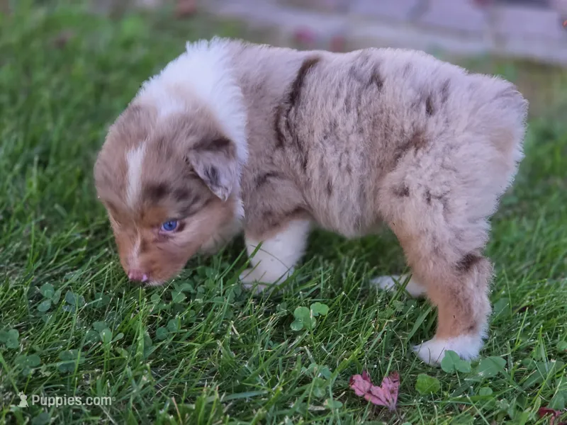 Jasper – Australian Shepherd puppy for sale in Portland, IN