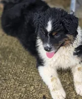 Black male, a male Australian Shepherd for sale in Portland, IN – Photo 4 of 8