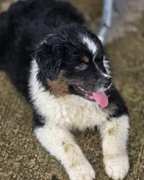 Black male, a male Australian Shepherd for sale in Portland, IN – Photo 2 of 8