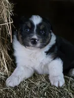 Black male, a male Australian Shepherd for sale in Portland, IN – Photo 6 of 8