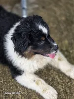 Black male, a male Australian Shepherd for sale in Portland, IN – Photo 3 of 8