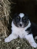 Black male, a male Australian Shepherd for sale in Portland, IN – Photo 5 of 8