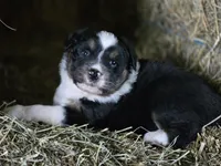 Black male, a male Australian Shepherd for sale in Portland, IN – Photo 8 of 8