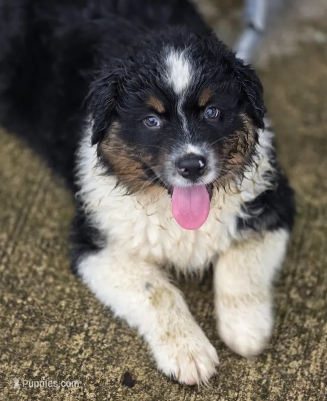 Black male, a male Australian Shepherd for sale in Portland, IN – Photo 1 of 8