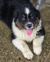 Black male, a male Australian Shepherd for sale in Portland, IN – Photo 1 of 8