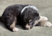 Black female 1, a female Australian Shepherd for sale in Portland, IN – 5 of 9