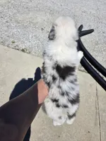 Mike, a male Australian Shepherd for sale in Portland, IN – Photo 2 of 2