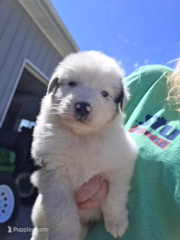 Mike, a male Australian Shepherd for sale in Portland, IN – Photo 1 of 2