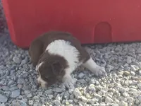 Red tri female 1, a female Australian Shepherd for sale in Portland, IN – Photo 4 of 5