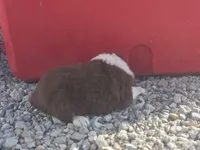 Red tri female 1, a female Australian Shepherd for sale in Portland, IN – Photo 3 of 5