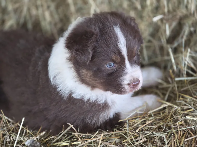 Red tri female 1 – Australian Shepherd puppy for sale in Portland, IN