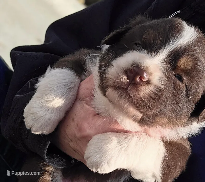 Red tri female 1 – Australian Shepherd puppy for sale in Portland, IN