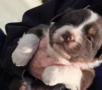 Red tri female 1, a female Australian Shepherd for sale in Portland, IN – Photo 1 of 5