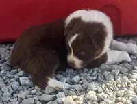 Red tri female 1, a female Australian Shepherd for sale in Portland, IN – Photo 5 of 5