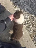 Red tri female 1, a female Australian Shepherd for sale in Portland, IN – Photo 2 of 5